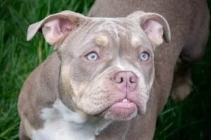 The profile picture for Pocket Bully Breeders
